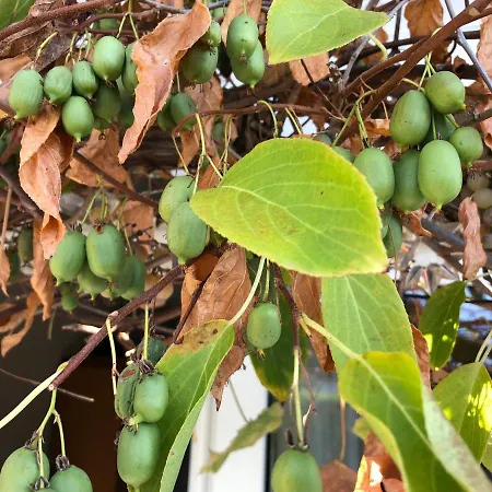 Bel Art Etage Mit Grossem Parkplatz Хан