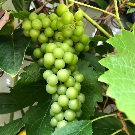 Bel Art Etage Mit Grossem Parkplatz Διαμέρισμα