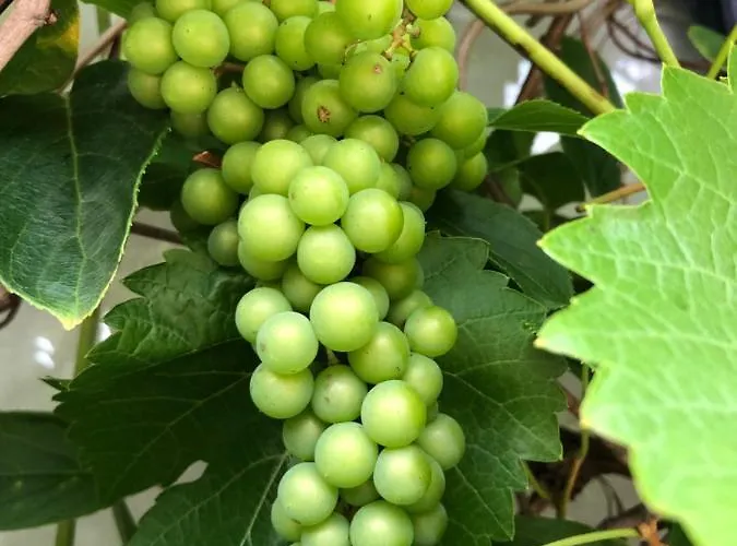 Bel Art Etage Mit Grossem Parkplatz Lejlighed